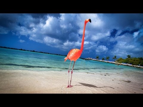 Aruba: 19 Miles of Happiness – 4K | DEVINSUPERTRAMP