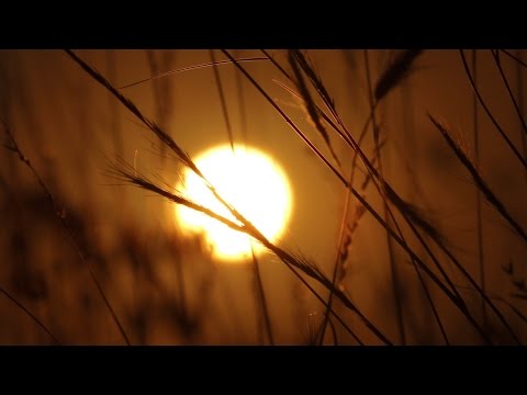 Wild Grass Sunrise Time Lapse – Royalty Free HD Stock Video Footage.