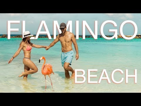 Flamingo beach in Aruba