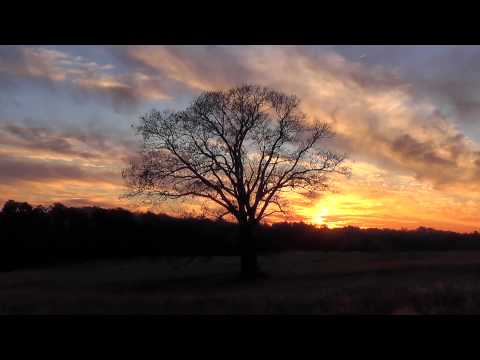 Creative Commons The sunset behind a Tree in a Field.  Time Lapse.