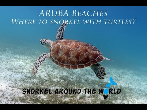Aruba Beaches 2017 – Where you can swim with turtles