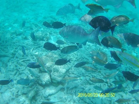 Baby Beach Aruba 2016 feeding the fish snorkeling