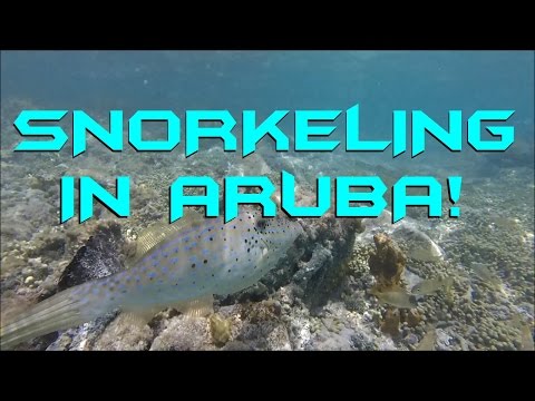 Snorkeling at Palm Beach, Aruba.