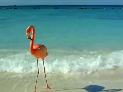Renaissance Aruba – Marina Hotel & Ocean Suites