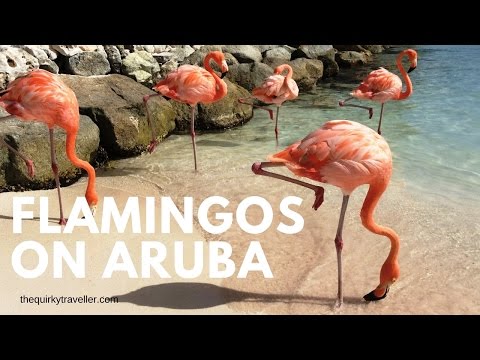 Flamingos on Renaissance Hotel Private Beach #Aruba #Caribbean #onehappyisland