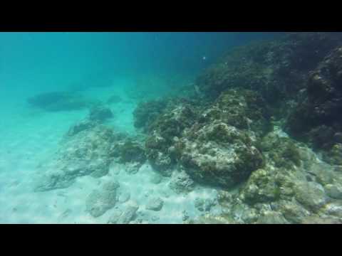 Snorkeling in Aruba’s Malmok Beach