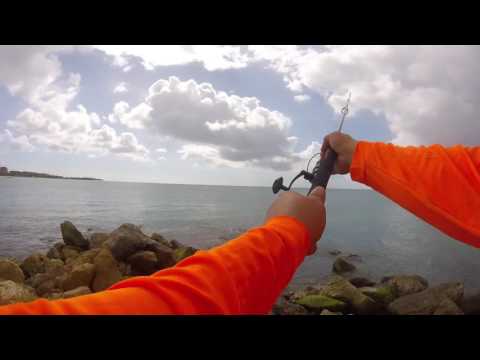 EAGLE BEACH 2x BARACUDA (ARUBA)
