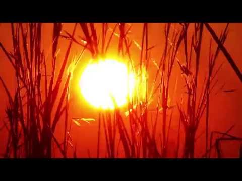African Sunrise Through Grass Time Lapse HD – Royalty Free HD Stock Footage