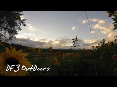 Sunflowers and Sunsets 1 Time Lapse