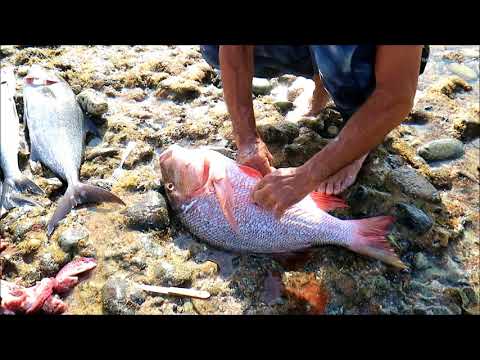 Birthday In Aruba (pt 3) #Gallivanting | CaribbeanPot.com