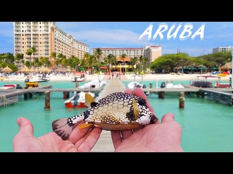 Dock Fishing for Tropical Species – Aruba Pt. 1