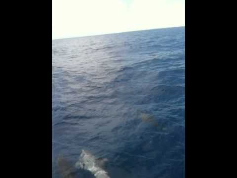 Aruba Dolphins Flying Fishbone Restaurant