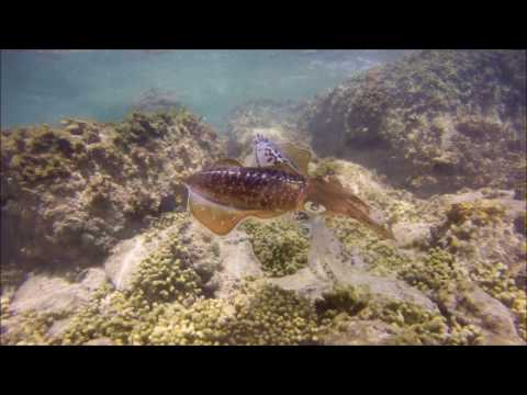 Aruba snorkel eagle beach reef GoPro