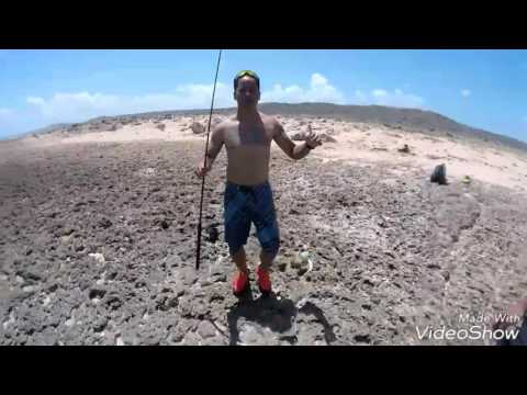 BAR JACK CATCH BY DENNIS OASIS FISHING TEAM ARUBA