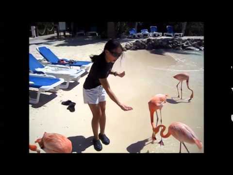 Flamingo Beach – Aruba