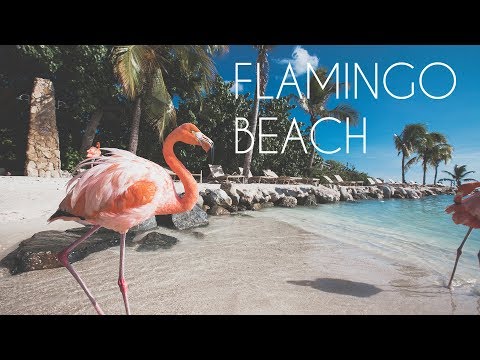 Renaissance island Aruba: Flamingo beach & Iguana beach
