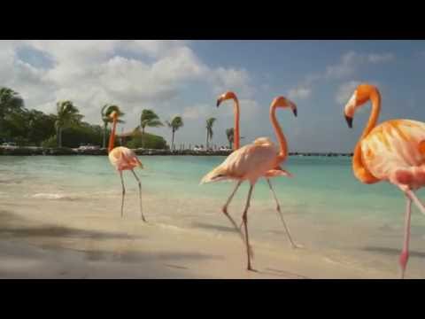 Aruba Hotels