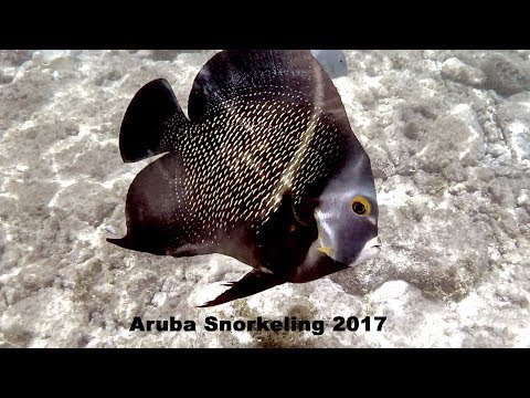 Aruba Snorkeling 2017 Renaissance Island, Baby Beach, Eagle Beach