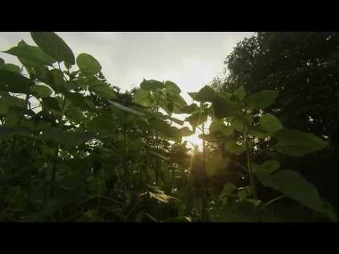 TIME LAPSE – Sunflower Sunrise