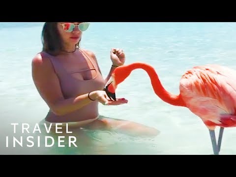 Swim With Flamingos At This Aruba Beach