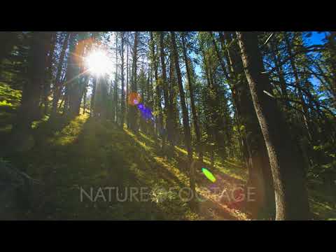 Time Lapse Sunrise Above Whitebark Pine Forest