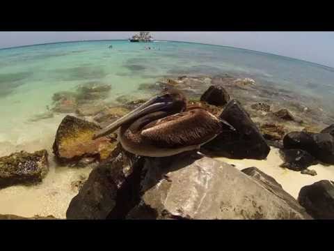 Snorkel at Boca Catalina Beach, Aruba
